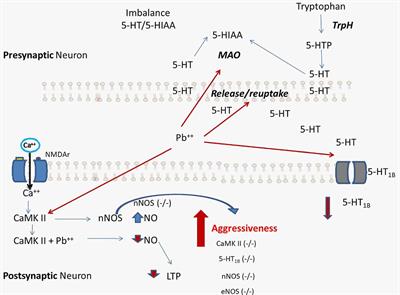 A Hypothesis of the Interaction of the Nitrergic and Serotonergic Systems in Aggressive Behavior Induced by Exposure to Lead